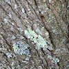 Tree Lichen