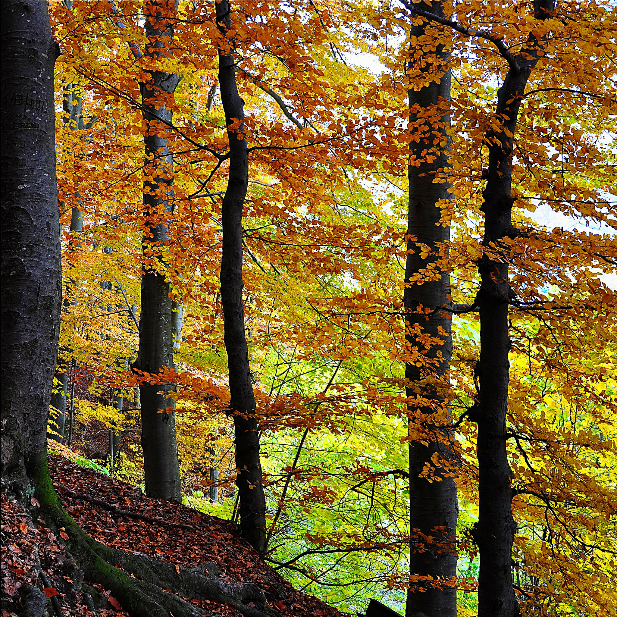 Foliage autunnale di carlobaldino