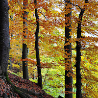 Foliage autunnale di 