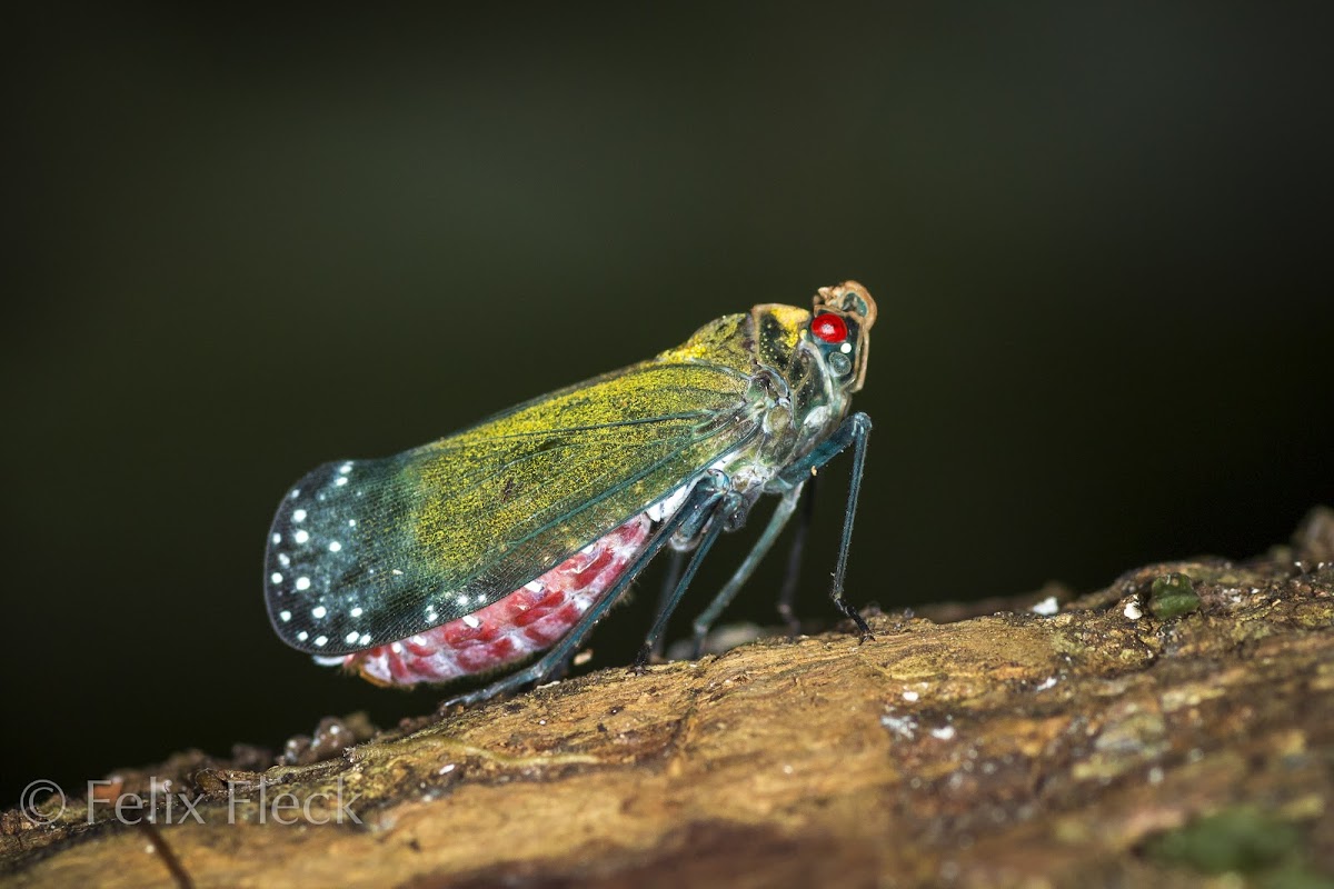 Fulgorid Planthopper