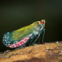 Fulgorid Planthopper