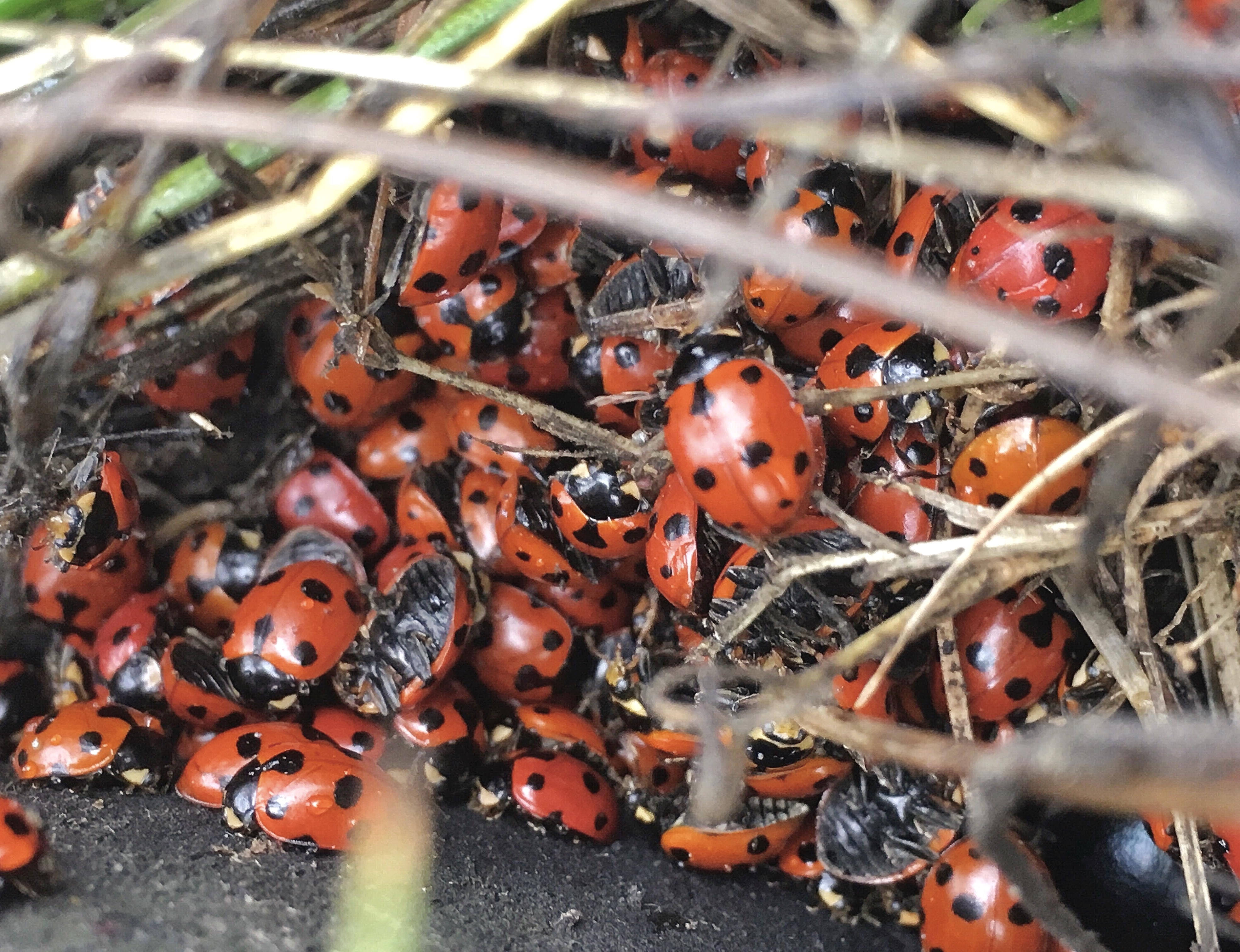 Ladybugs 🐞🐞🐞🐞🐞 di francesco_scassellati