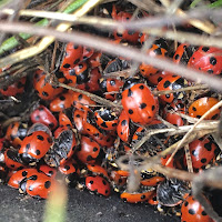 Ladybugs 🐞🐞🐞🐞🐞 di 