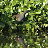 Common Gallinule - juvenile