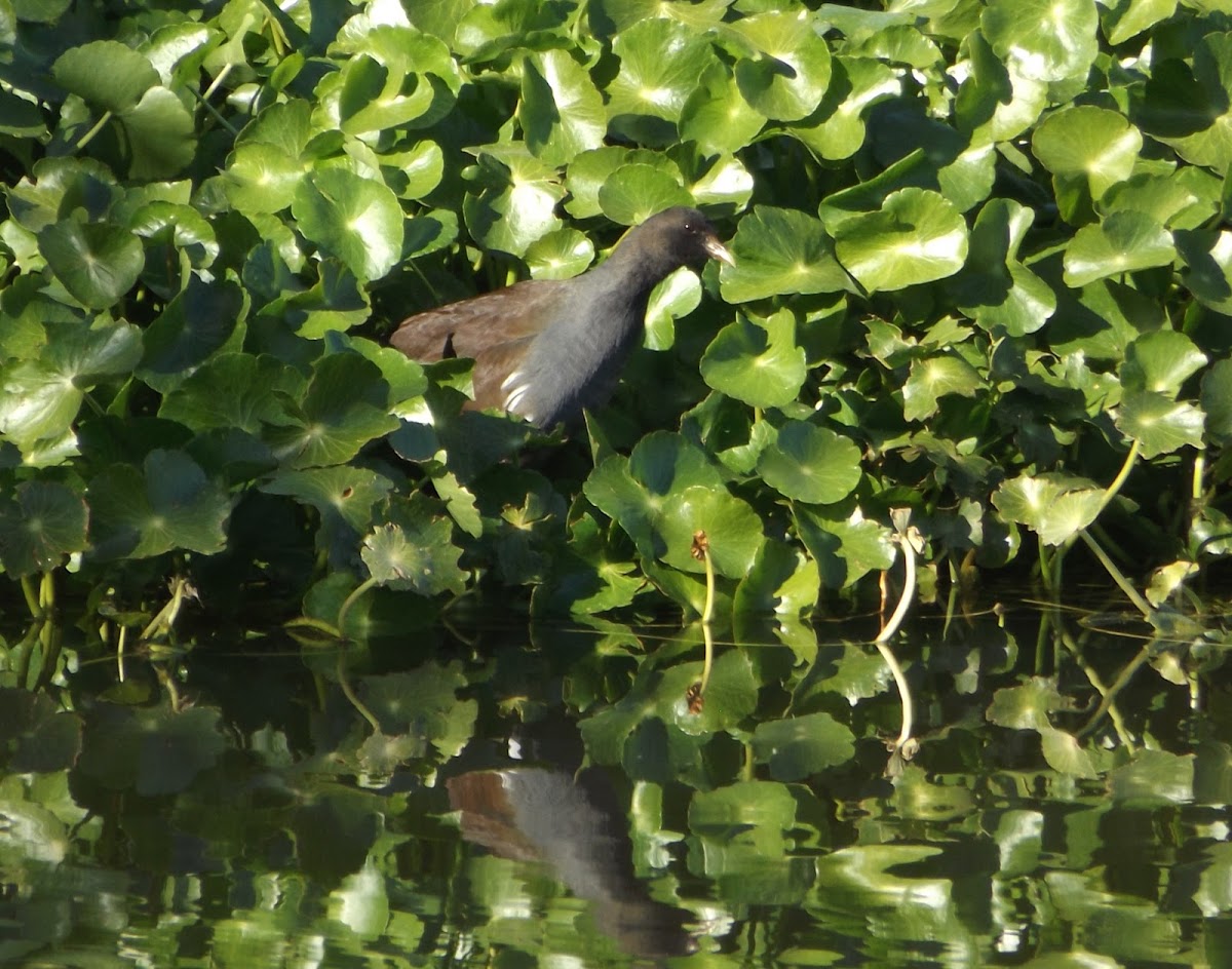 Common Gallinule - juvenile