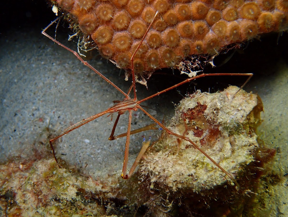 Yellowline Arrowcrab