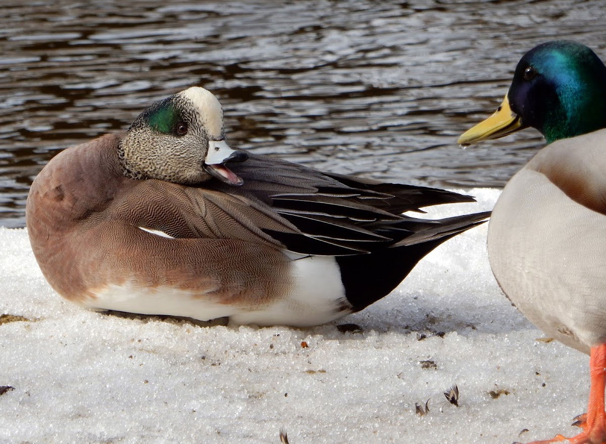 American Wigeon