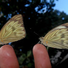 Great southern white