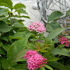 Japanese meadowsweet (Σπιρέα)