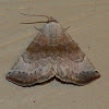 Mini owlet moth