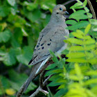 Mourning Dove