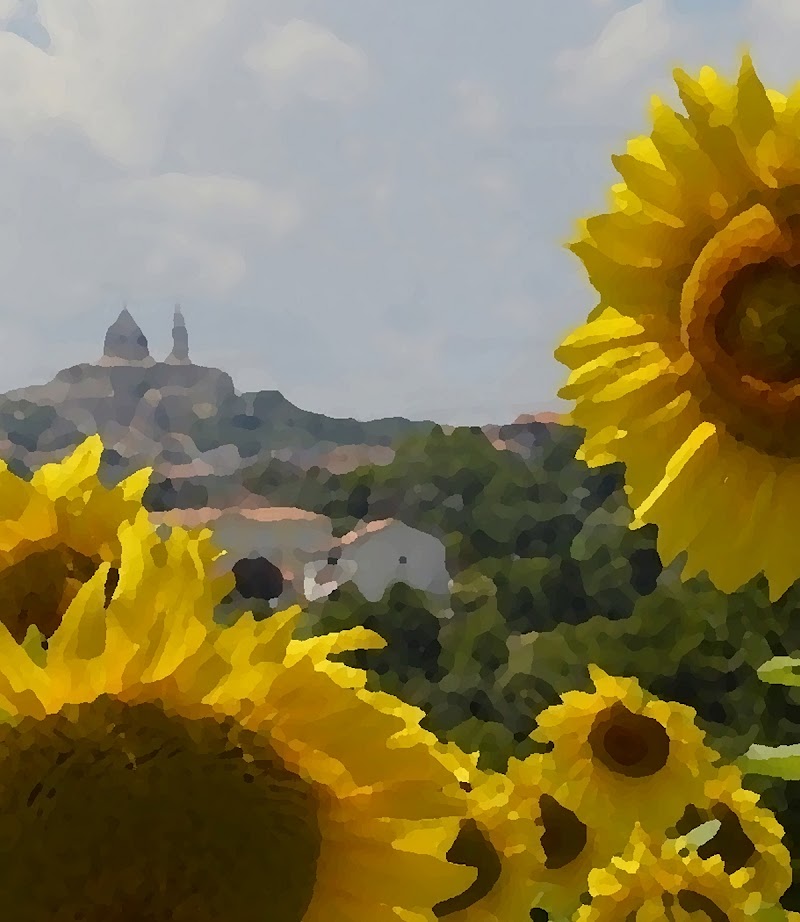 i girasoli di Carmelo Baglivo