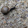 Virginia Land Snail