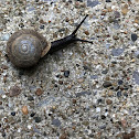 Virginia Land Snail