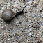 Virginia Land Snail