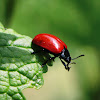 Leaf beetle