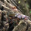 Reddish-Brown Stag Beetle