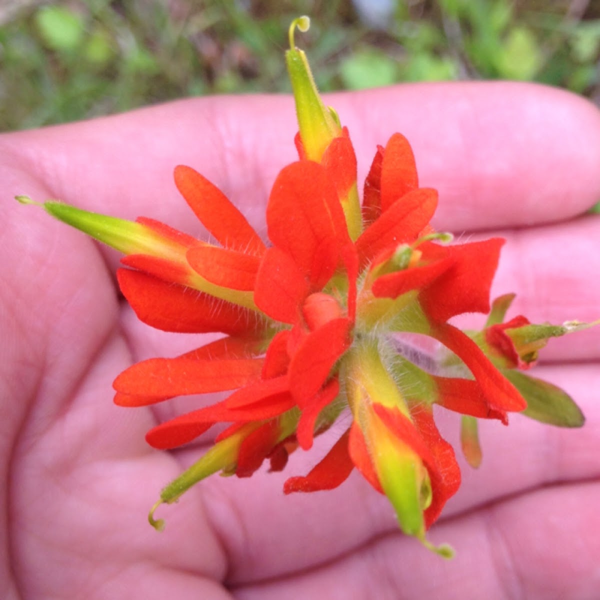 Painted Cup or Indian Paintbrush