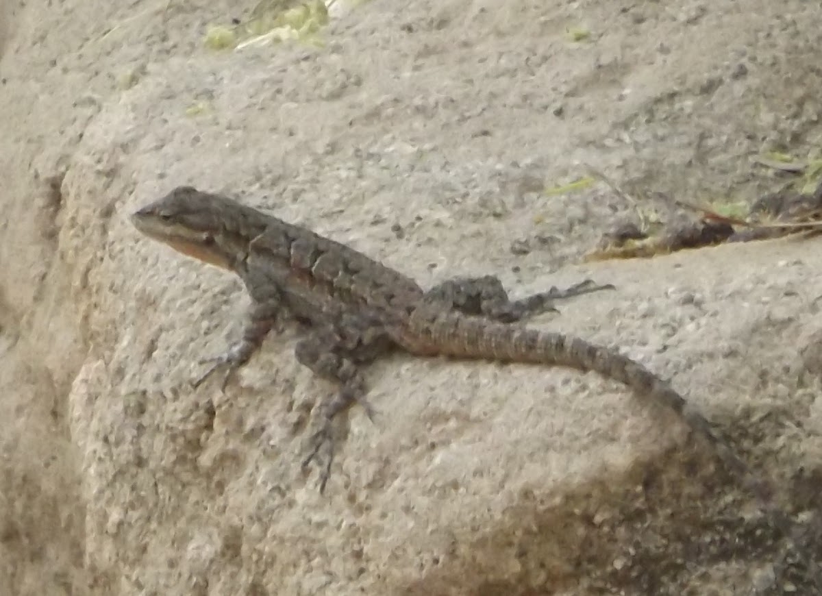 Ornate Tree Lizard