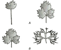 Auxins