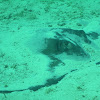 Southern Stingray