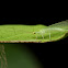 Lacewing