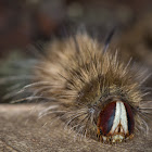 Caterpillar