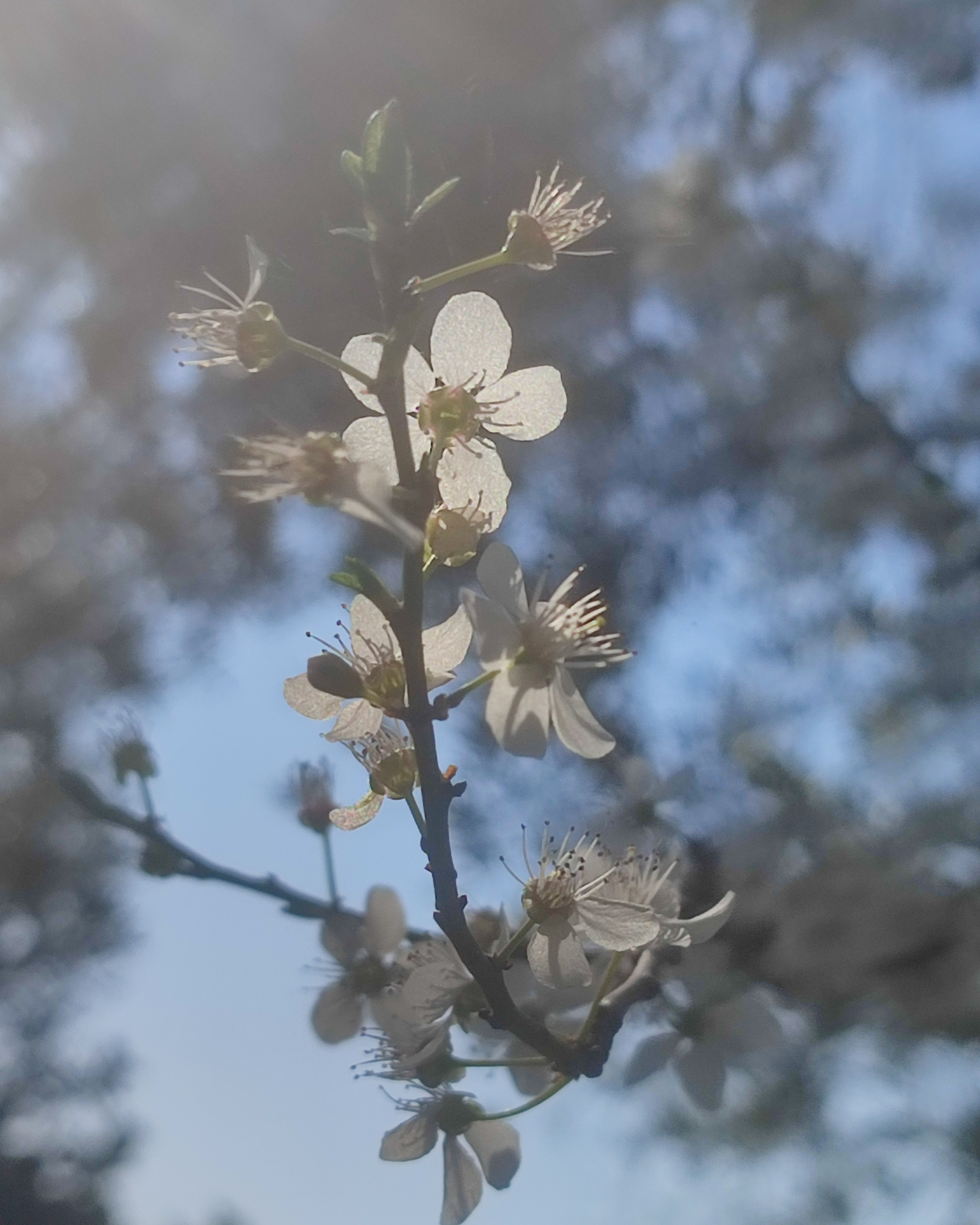 Profumo di primavera di marcolino94