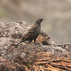 Red-winged Blackbird (female)