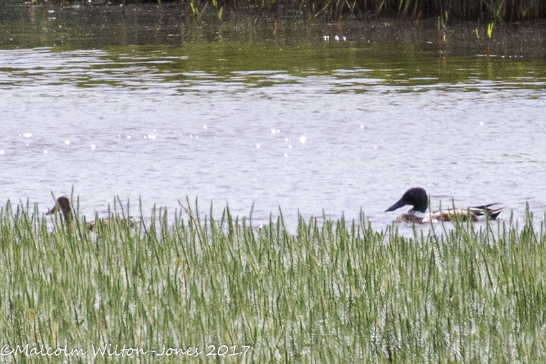 Shoveler