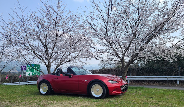 ロードスターのロードスター乗りと繋がりたい・NDロードスター・マーク1・サクラと愛車・黄砂と花粉は敵に関するカスタム事例の投稿画像4枚目