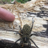 Carolina Wolf Spider