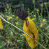 Yellow Coneflower