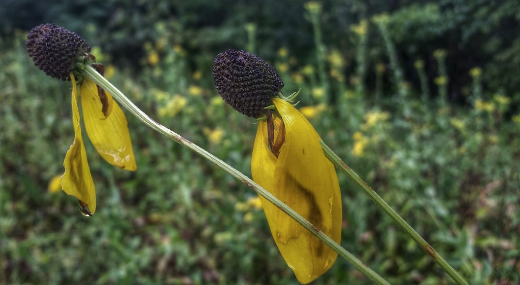 Yellow Coneflower