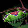 Caterpillar of Stinging Nettle Slug Caterpillar