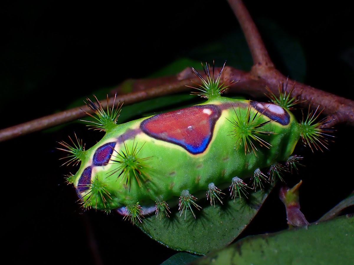 Caterpillar of Stinging Nettle Slug Caterpillar