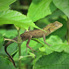 Indian Garden Lizard