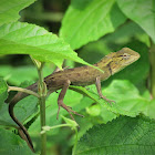 Indian Garden Lizard