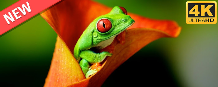 Lovely Frogs HD Wallpapers New Tab Theme marquee promo image