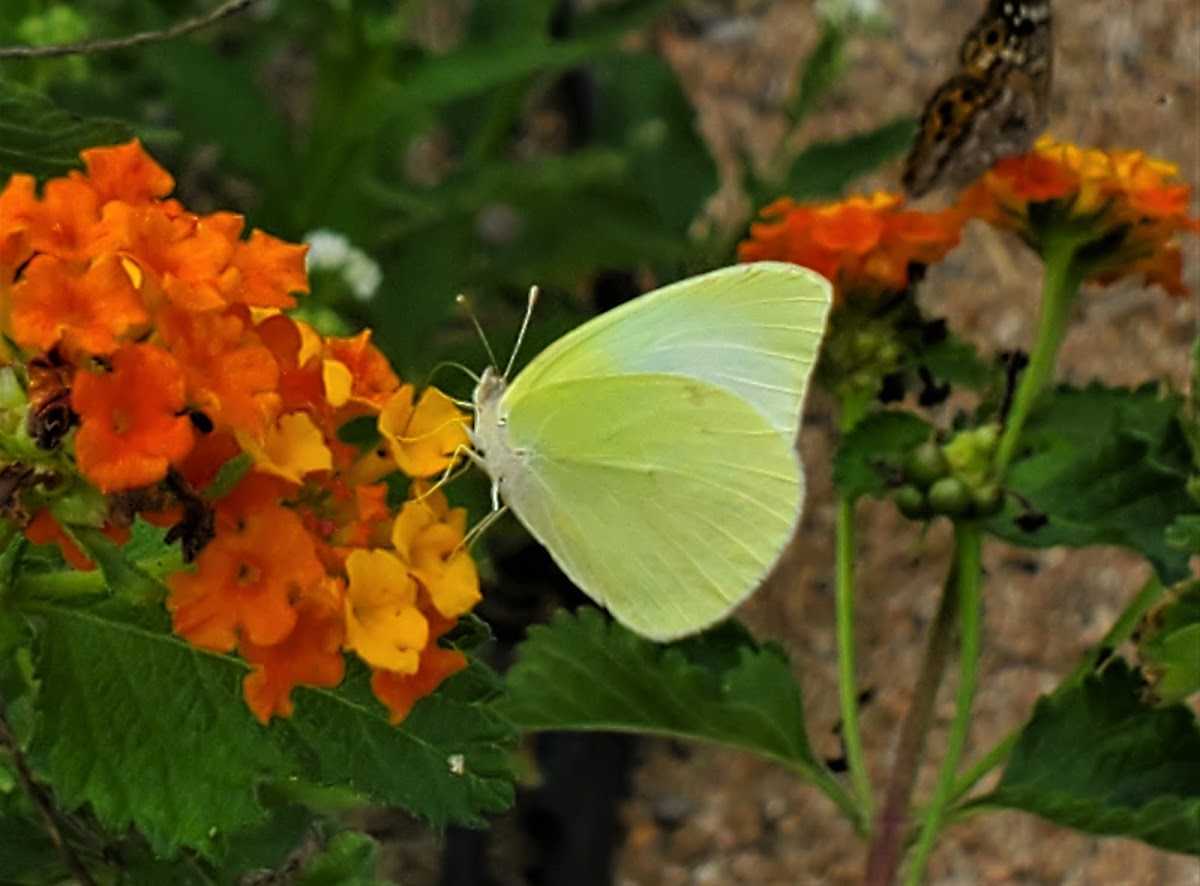 Lyside sulphur