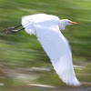 Cattle Egret