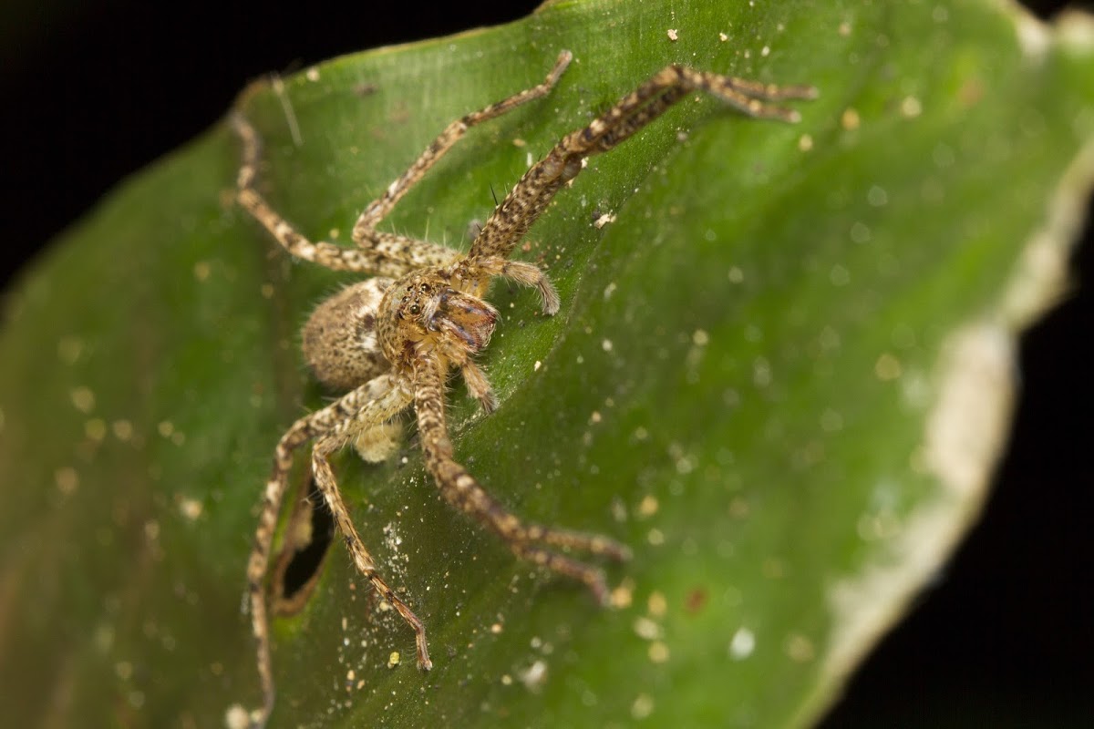 Huntsman Spider