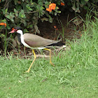 Red-wattled Lapwing