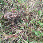 American Toad