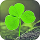 Clover Live Wallpaper (Wallpapers & Backgrounds) Download on Windows