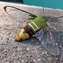 Pellucid Hawkmoth