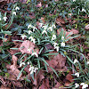 Snowdrop