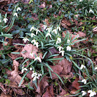 Snowdrop