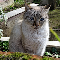 Gatto dagli occhi blu di 