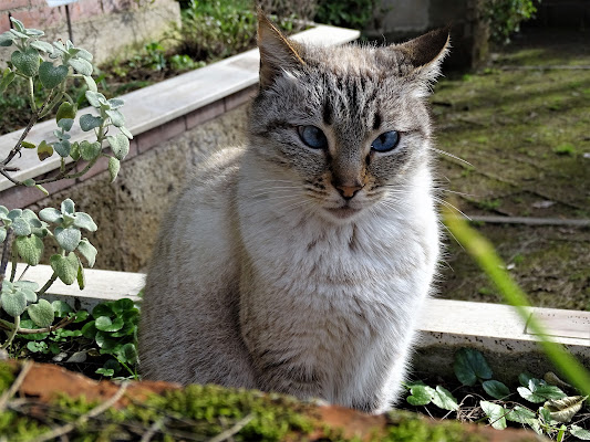 Gatto dagli occhi blu di Marley25